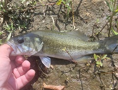 Micropterus punctulatus