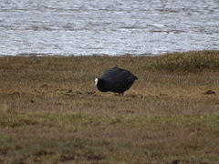 Fulica ardesiaca