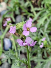 Cakile maritima