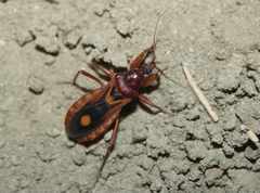 Rasahus thoracicus