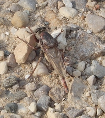 Proctacanthus milbertii