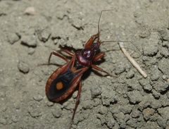 Rasahus thoracicus