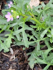 Cakile maritima