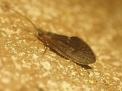 Lepidostomatidae