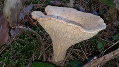 Turbinellus floccosus