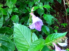 Asystasia dalzelliana