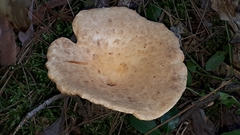 Turbinellus floccosus