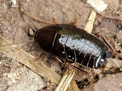 Parcoblatta pennsylvanica