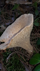 Turbinellus floccosus