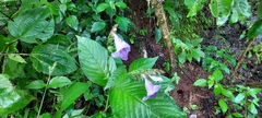 Asystasia dalzelliana