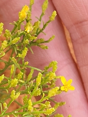 Gutierrezia microcephala