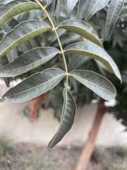 Juglans major