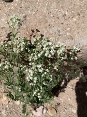 Parthenium confertum