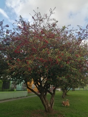 Cotoneaster coriaceus