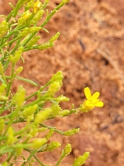 Gutierrezia microcephala