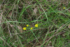 Hibbertia riparia
