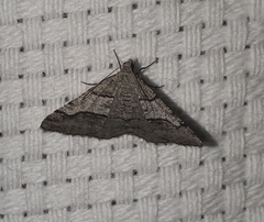 Digrammia continuata