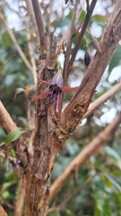 Fuchsia excorticata