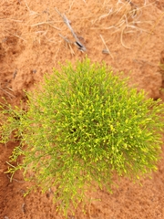 Gutierrezia microcephala