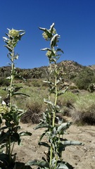 Asclepias erosa