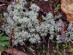 Cladonia arbuscula