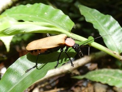 Chauliognathus faustus