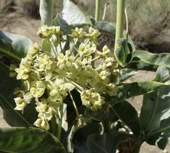 Asclepias erosa