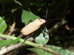 Chauliognathus faustus