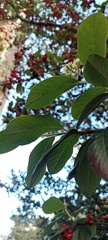 Cotoneaster coriaceus