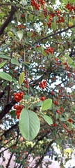 Cotoneaster coriaceus