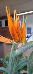 Strelitzia