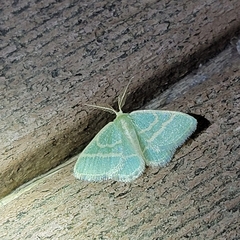 Chlorochlamys chloroleucaria