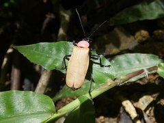Chauliognathus faustus