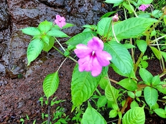Impatiens pulcherrima