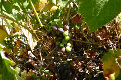 Vitis californica