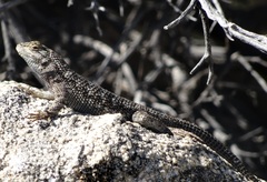 Sceloporus occidentalis longipes