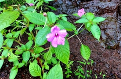 Impatiens pulcherrima
