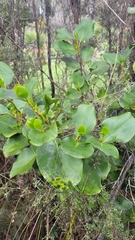 Griselinia littoralis