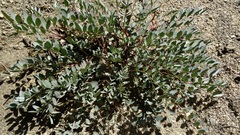 Astragalus douglasii