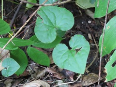 Asarum caudatum