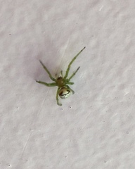 Bijoaraneus praesignis