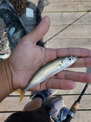 Decapterus punctatus