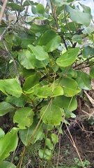 Griselinia littoralis