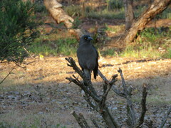 Strepera versicolor plumbea