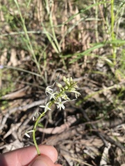 Stackhousia monogyna