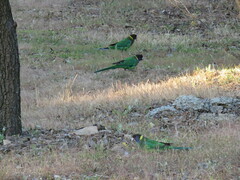 Barnardius zonarius semitorquatus