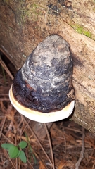Fomitopsis mounceae