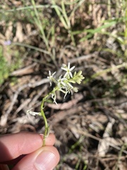 Stackhousia monogyna