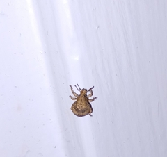 Pseudocneorhinus bifasciatus