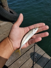 Decapterus punctatus